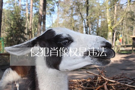侵犯肖像权是违法 侵犯肖像权是违法
