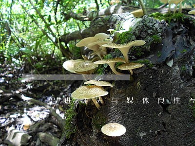 促进司法与媒体良性互动 促进司法与媒体良性互动