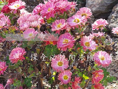 保全必须向法院申请吗 保全必须向法院申请吗