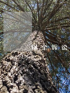 保全诉讼如何办理