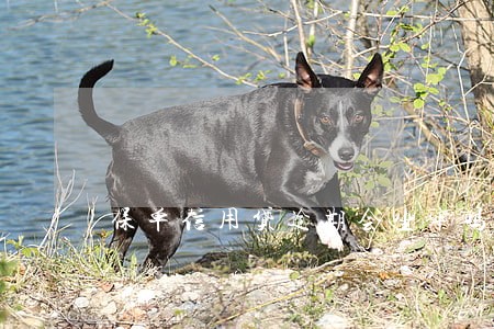 保单信用贷逾期会坐牢吗 保单信用贷逾期会坐牢吗