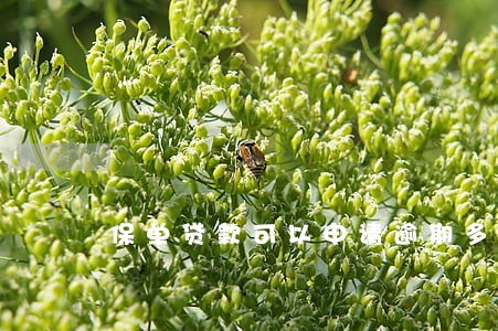 保单贷款可以申请逾期多久还 保单贷款可以申请逾期多久还