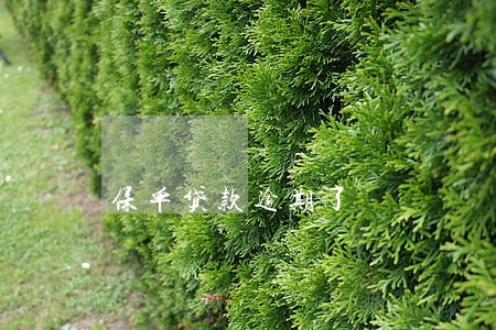 保单贷款逾期了 保单贷款逾期了