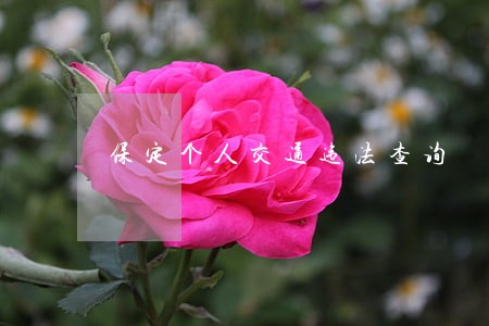 保定个人交通违法查询