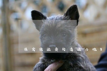 保定依法查处违法占地3 保定依法查处违法占地3