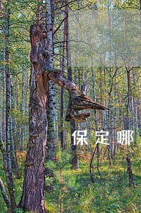 保定哪里有培训法律的机构 保定哪里有培训法律的机构