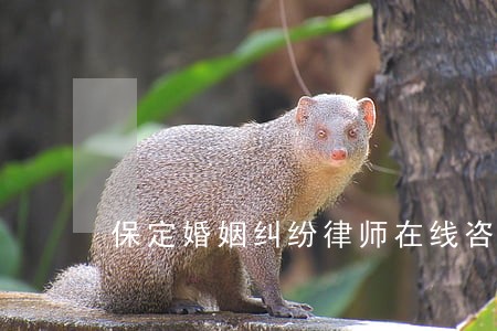 保定婚姻纠纷律师在线咨询