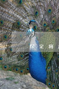 保定将启用车载违法抓拍设备 保定将启用车载违法抓拍设备