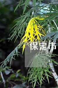 保定市刑事大案律师在线咨询 保定市刑事大案律师在线咨询