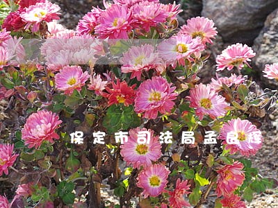保定市司法局孟良辉 保定市司法局孟良辉