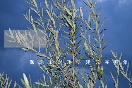 保定市对违法建筑展开集中拆除 保定市对违法建筑展开集中拆除