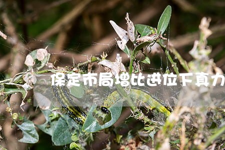 保定市局增比进位下真力