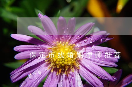 保定市找婚姻律师推荐 保定市找婚姻律师推荐