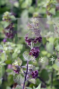 保定市法院孟学会 保定市法院孟学会