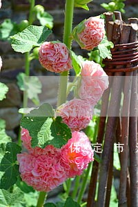 保定市法院申请解散公司判决书 保定市法院申请解散公司判决书