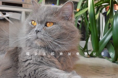 保定法院地址电话是多少钱 保定法院地址电话是多少钱