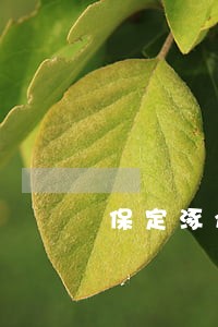 保定涿州婚姻律师电话 保定涿州婚姻律师电话