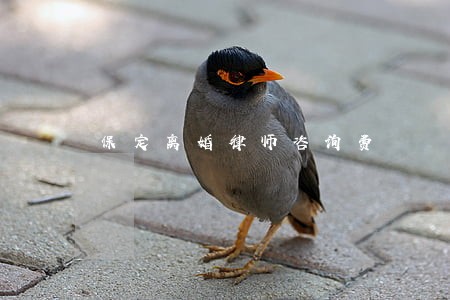 保定离婚律师咨询费 保定离婚律师咨询费