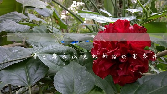 保定蠡县法院的排除妨害案件 保定蠡县法院的排除妨害案件