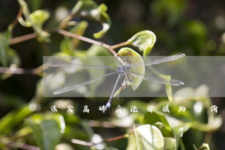 保定高碑店法律援助咨询 保定高碑店法律援助咨询