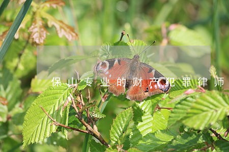 保山专业的财产犯罪律师