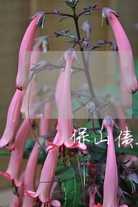 保山债务律师咨询