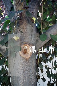 保山市涉外律师 保山市涉外律师