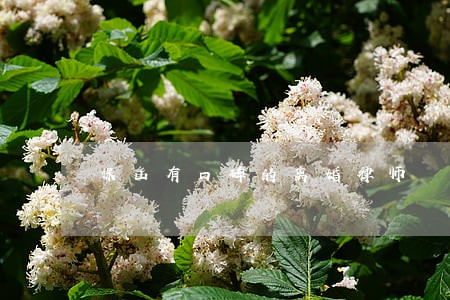 保山有口碑的离婚律师
