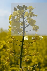 保护孕妇的法律法规有哪些 保护孕妇的法律法规有哪些