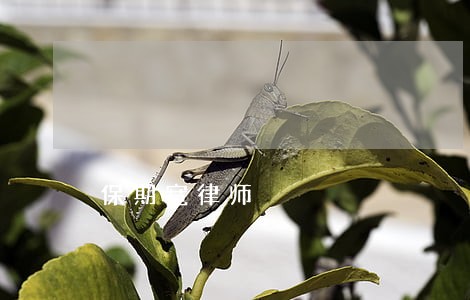 保期宽律师
