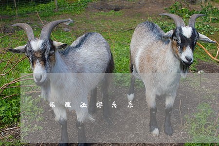 保理法律关系