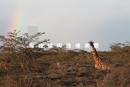 保理结构法律关系 保理结构法律关系