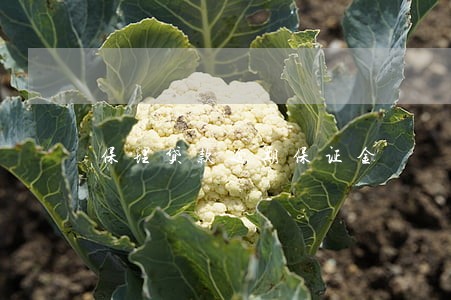 保理贷款逾期保证金 保理贷款逾期保证金