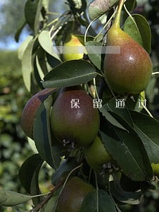 保留通过法律途径诉讼的权利