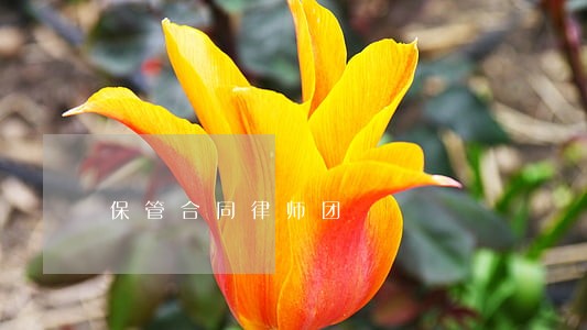 保管合同律师团 保管合同律师团