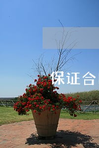保证合同之诉法院审核主合同 保证合同之诉法院审核主合同