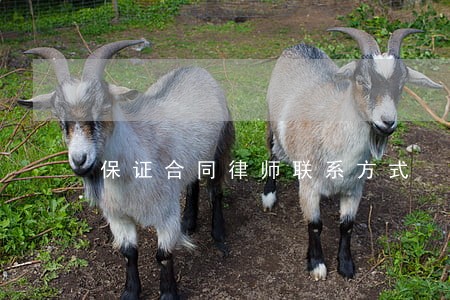保证合同律师联系方式 保证合同律师联系方式