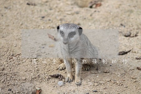 保证金法院能强制执行 保证金法院能强制执行