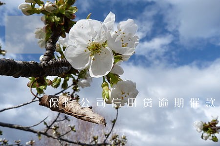 保险公司信用贷逾期催款 保险公司信用贷逾期催款