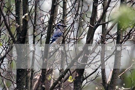 保险公司的信用贷款逾期怎么办 保险公司的信用贷款逾期怎么办