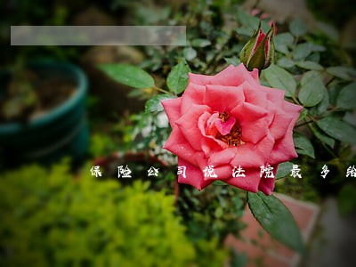 保险公司说法院最多给12 保险公司说法院最多给12