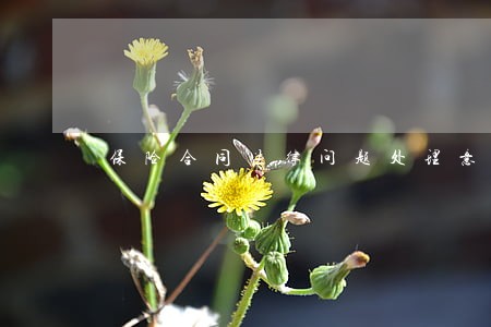 保险合同法律问题处理意见 保险合同法律问题处理意见
