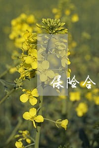 保险合同纠纷律师