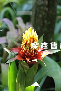 保险售后可以兼职律师吗 保险售后可以兼职律师吗