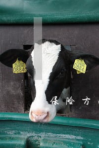 保险方向律师 保险方向律师