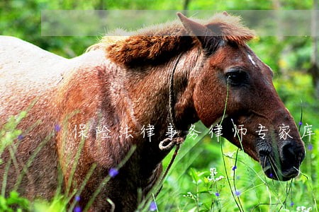 保险法律事务律师专家库 保险法律事务律师专家库