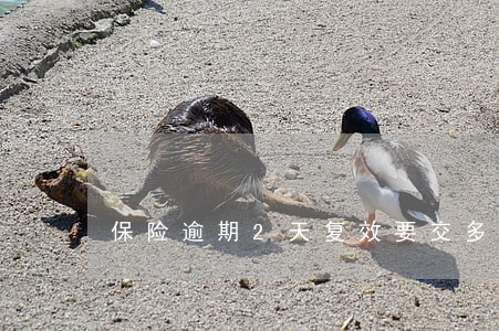 保险逾期2天复效要交多少钱