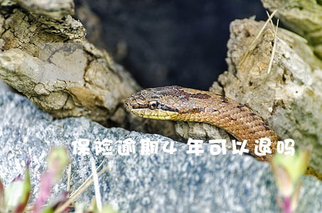保险逾期4年可以退吗 保险逾期4年可以退吗