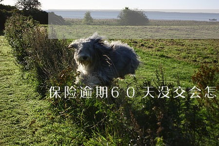 保险逾期60天没交会怎么样 保险逾期60天没交会怎么样