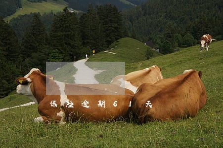 保险逾期61天 保险逾期61天